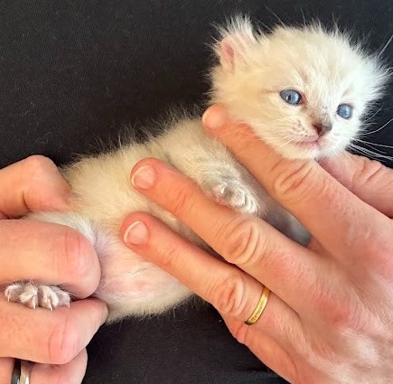Chatonne Highland Lynx polydactyle