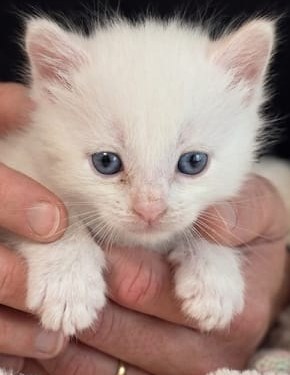 Chaton m&acirc;le Highland Lynx Snow Red Tabby Point dans les mains