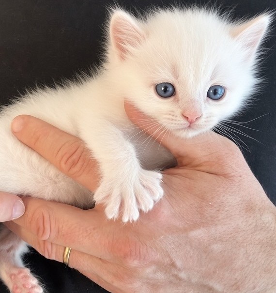 Chaton m&acirc;le Highland Lynx hyper polydactyle