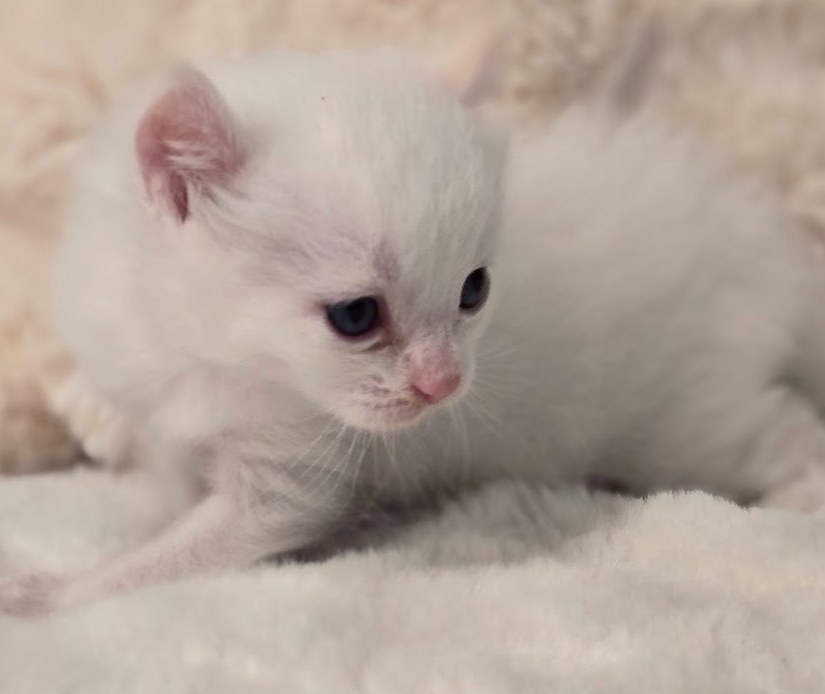 Chaton m&acirc;le Highland Lynx au poil long soyeux
