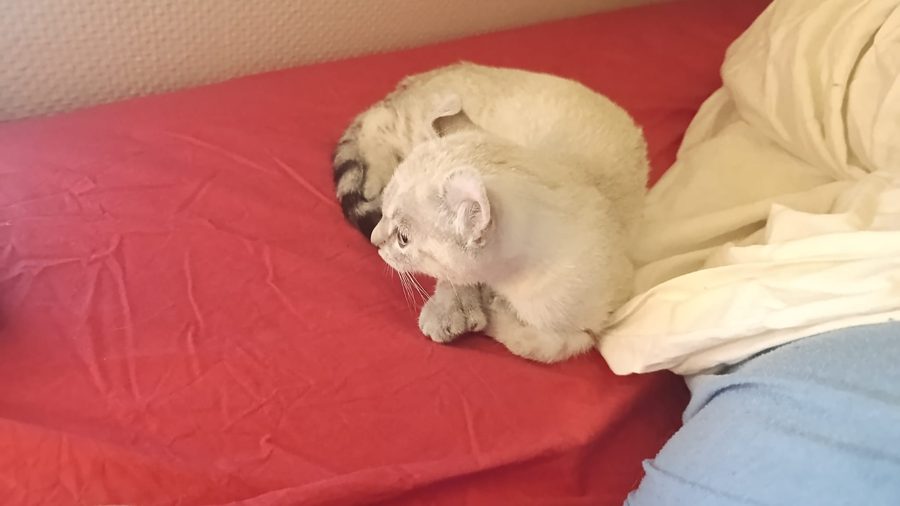Aegon, chaton Highlander adopté au Manoir des Lynx