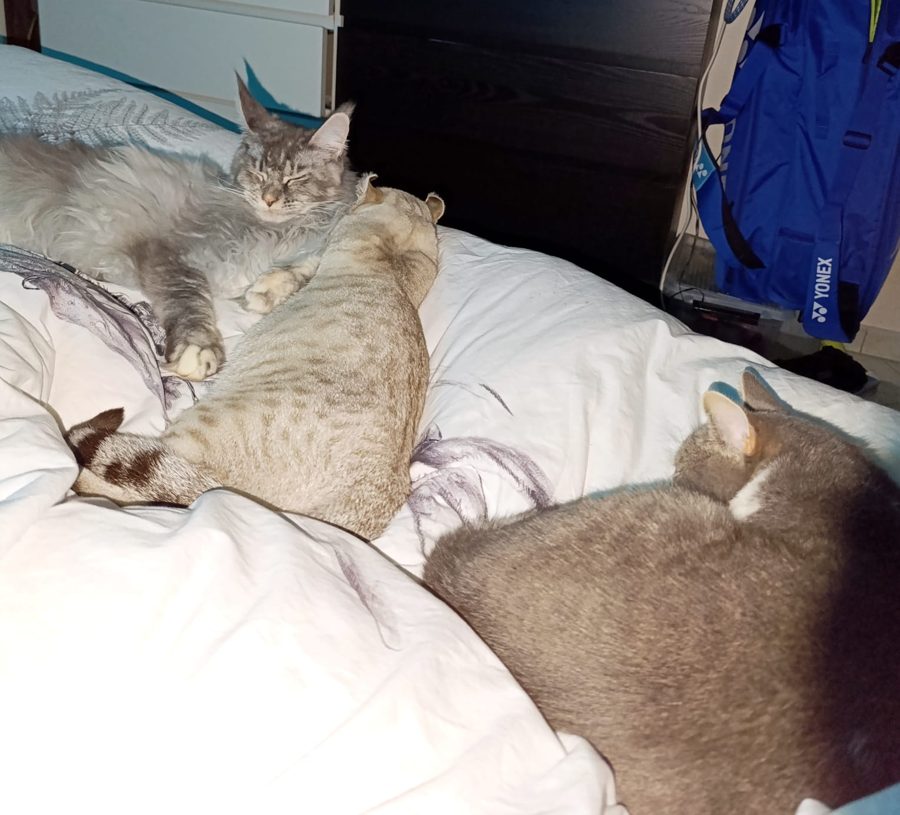 Aegon, chaton Highlander adopté au Manoir des Lynx