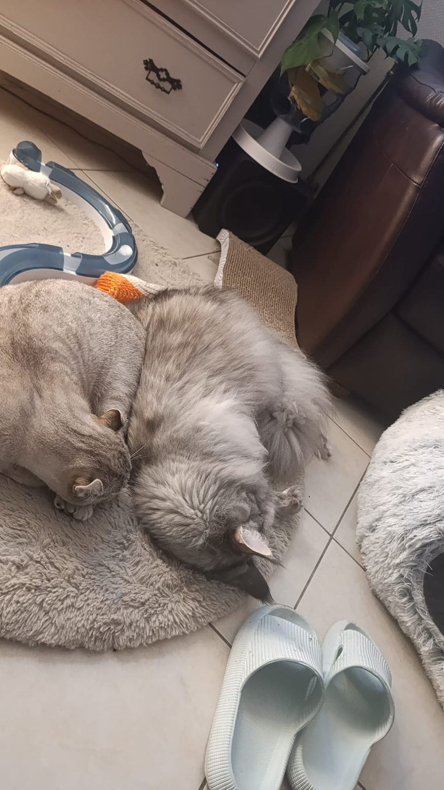Aegon, chaton Highlander adopté au Manoir des Lynx