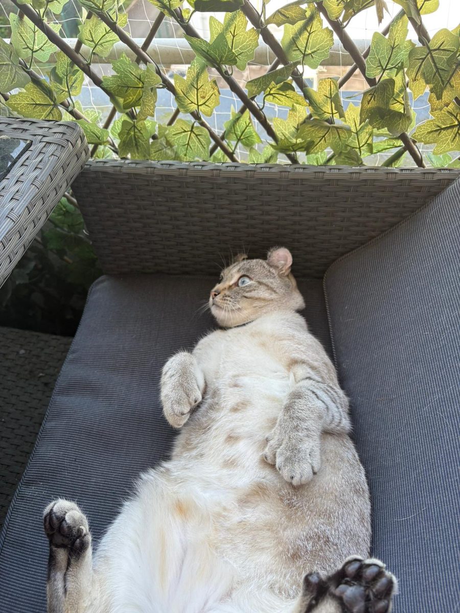 Aegon, chaton Highlander adopté au Manoir des Lynx
