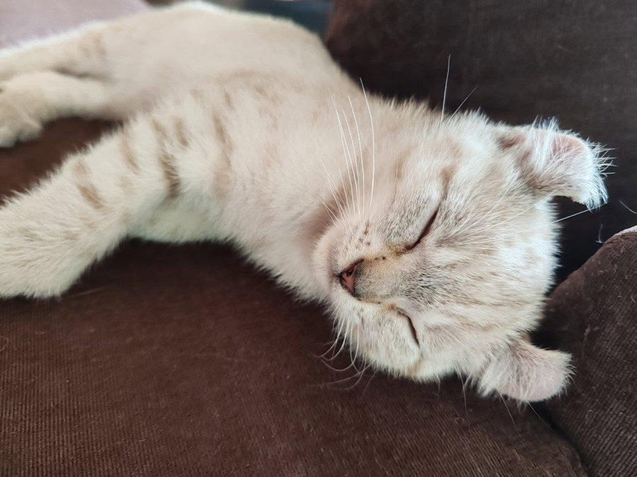 Aegon, chaton Highlander adopté au Manoir des Lynx