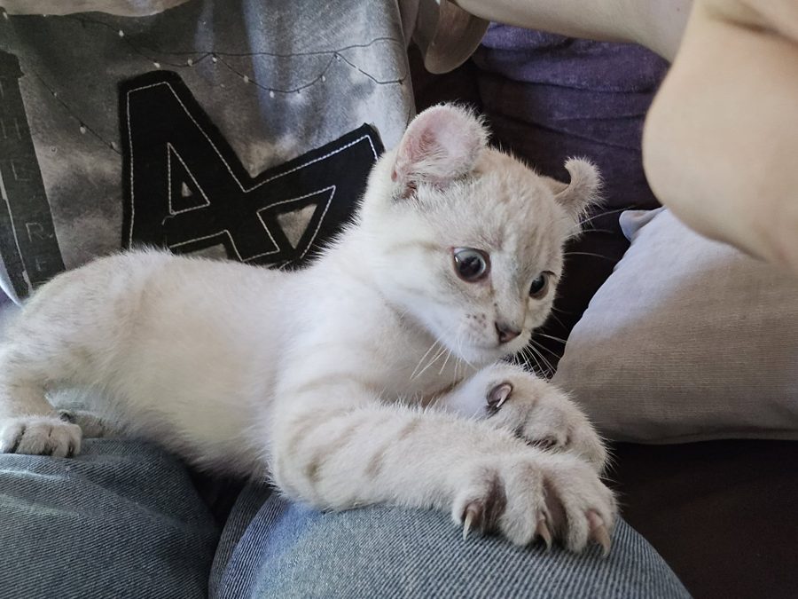 Aegon, chaton Highlander adopté au Manoir des Lynx