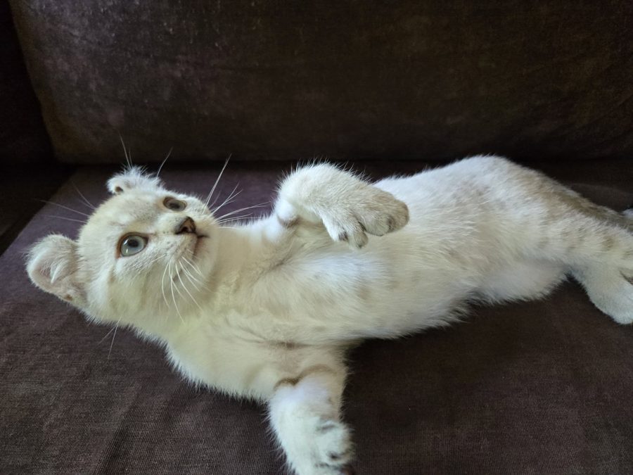 Aegon, chaton Highlander adopté au Manoir des Lynx