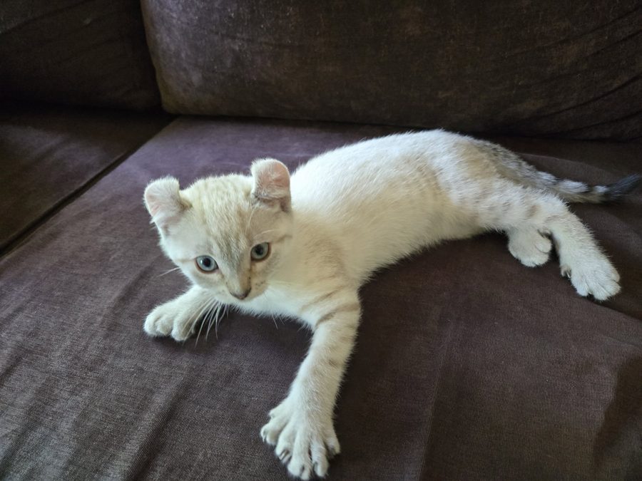 Aegon, chaton Highlander adopté au Manoir des Lynx