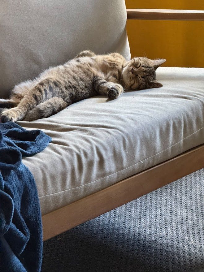 Api, chaton Highlander adopté au Manoir des Lynx