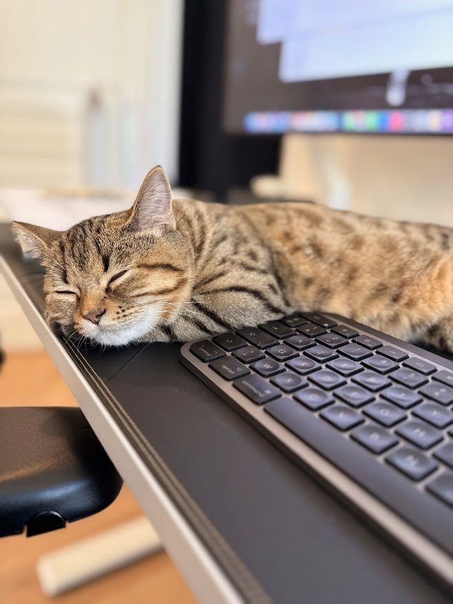Api, chaton Highlander adopté au Manoir des Lynx