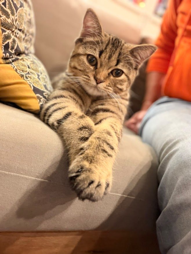 Api, chaton Highlander adopté au Manoir des Lynx