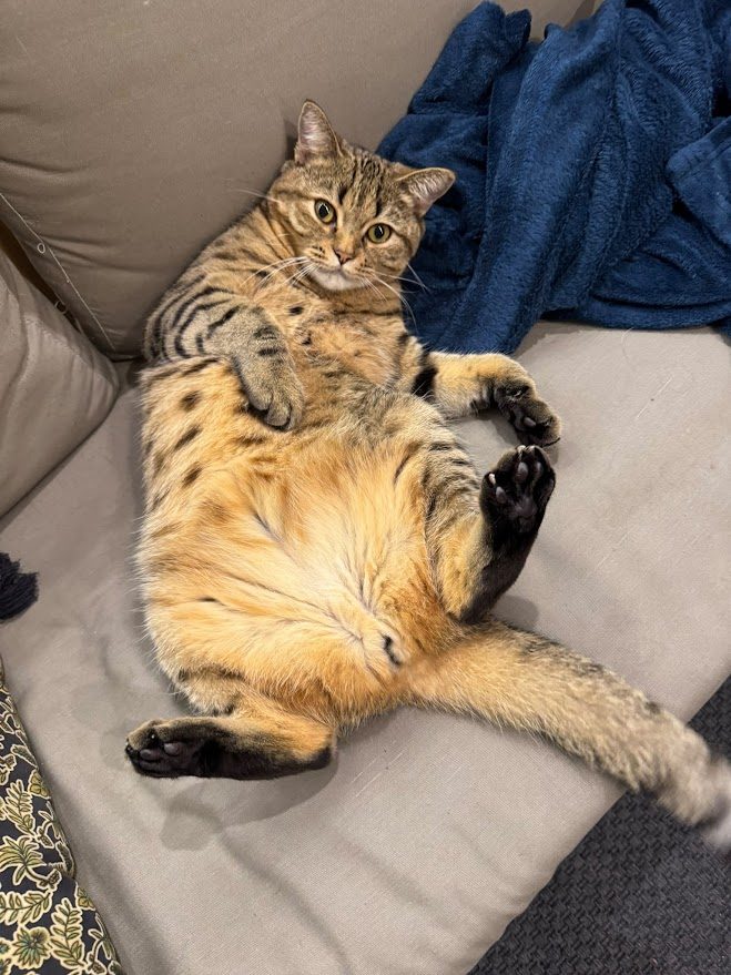 Api, chaton Highlander adopté au Manoir des Lynx