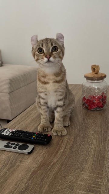 Arya, chaton Highlander adopté au Manoir des Lynx