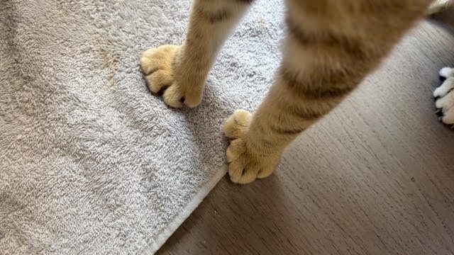 Arya, chaton Highlander adopté au Manoir des Lynx