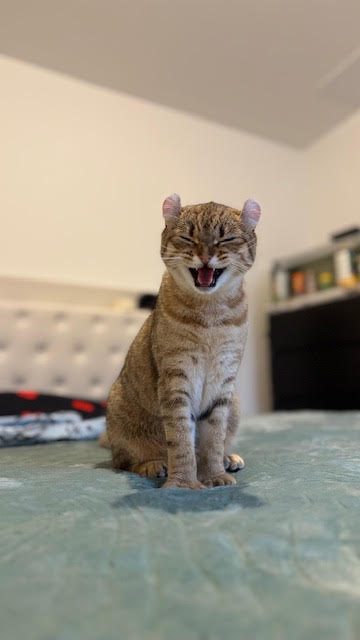 Arya, chaton Highlander adopté au Manoir des Lynx