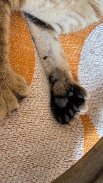 Arya, chaton Highlander adopté au Manoir des Lynx