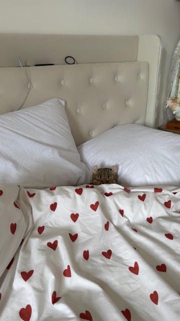 Arya, chaton Highlander adopté au Manoir des Lynx