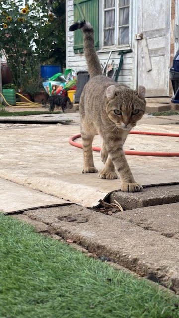 Arya, chaton Highlander adopté au Manoir des Lynx