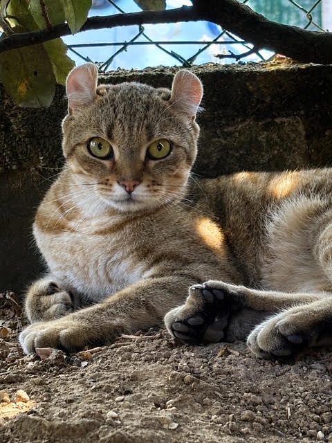 Arya, chaton Highlander adopté au Manoir des Lynx