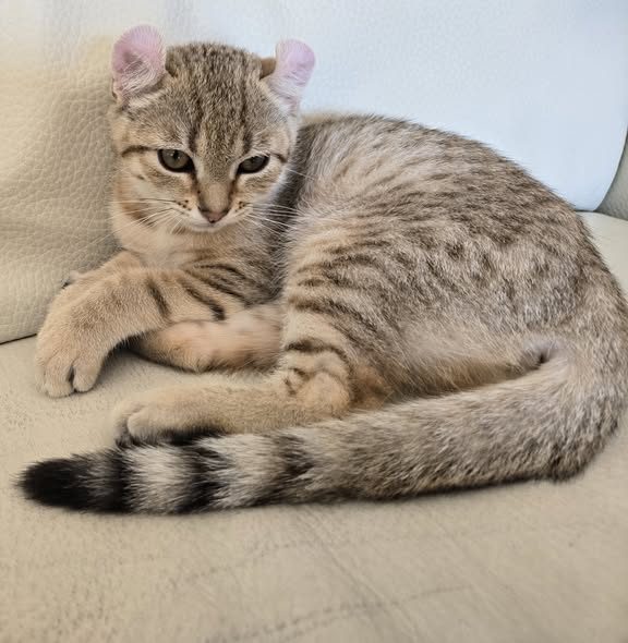 Arya, chaton Highlander adopté au Manoir des Lynx