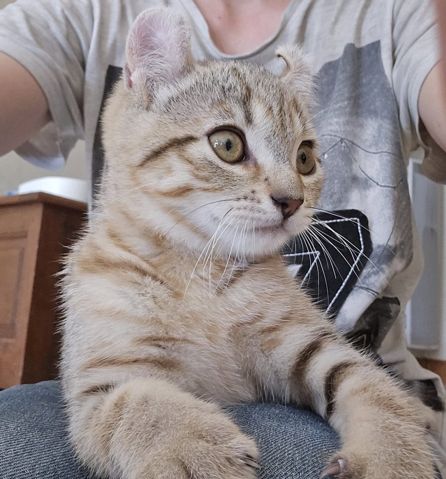Azriel, chaton Highlander adopté au Manoir des Lynx