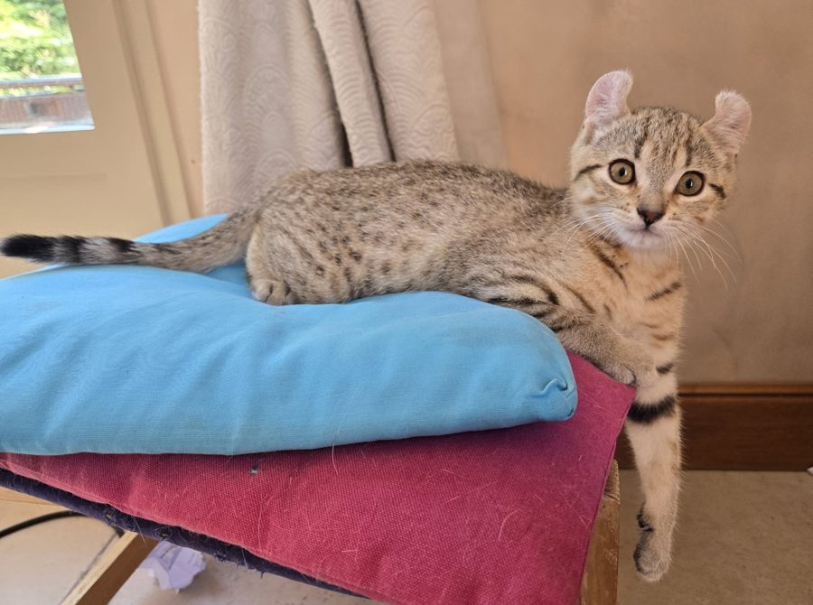 Azriel, chaton Highlander adopté au Manoir des Lynx