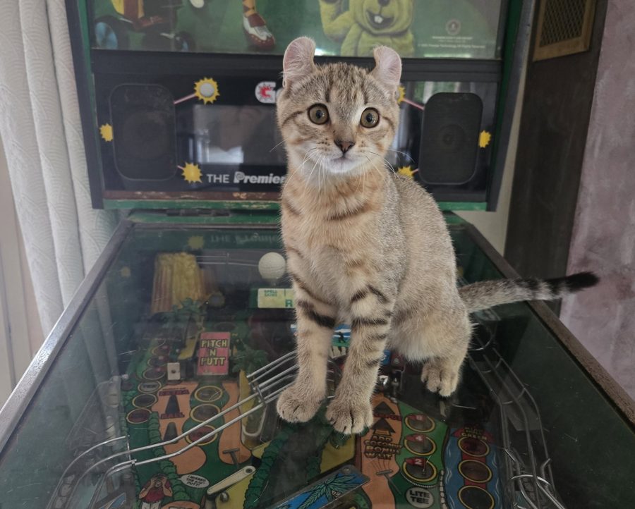 Azriel, chaton Highlander adopté au Manoir des Lynx