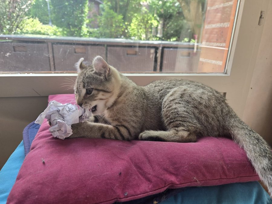 Azriel, chaton Highlander adopté au Manoir des Lynx