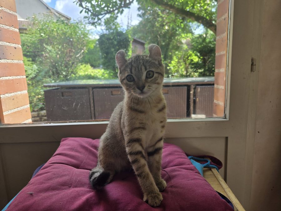 Azriel, chaton Highlander adopté au Manoir des Lynx