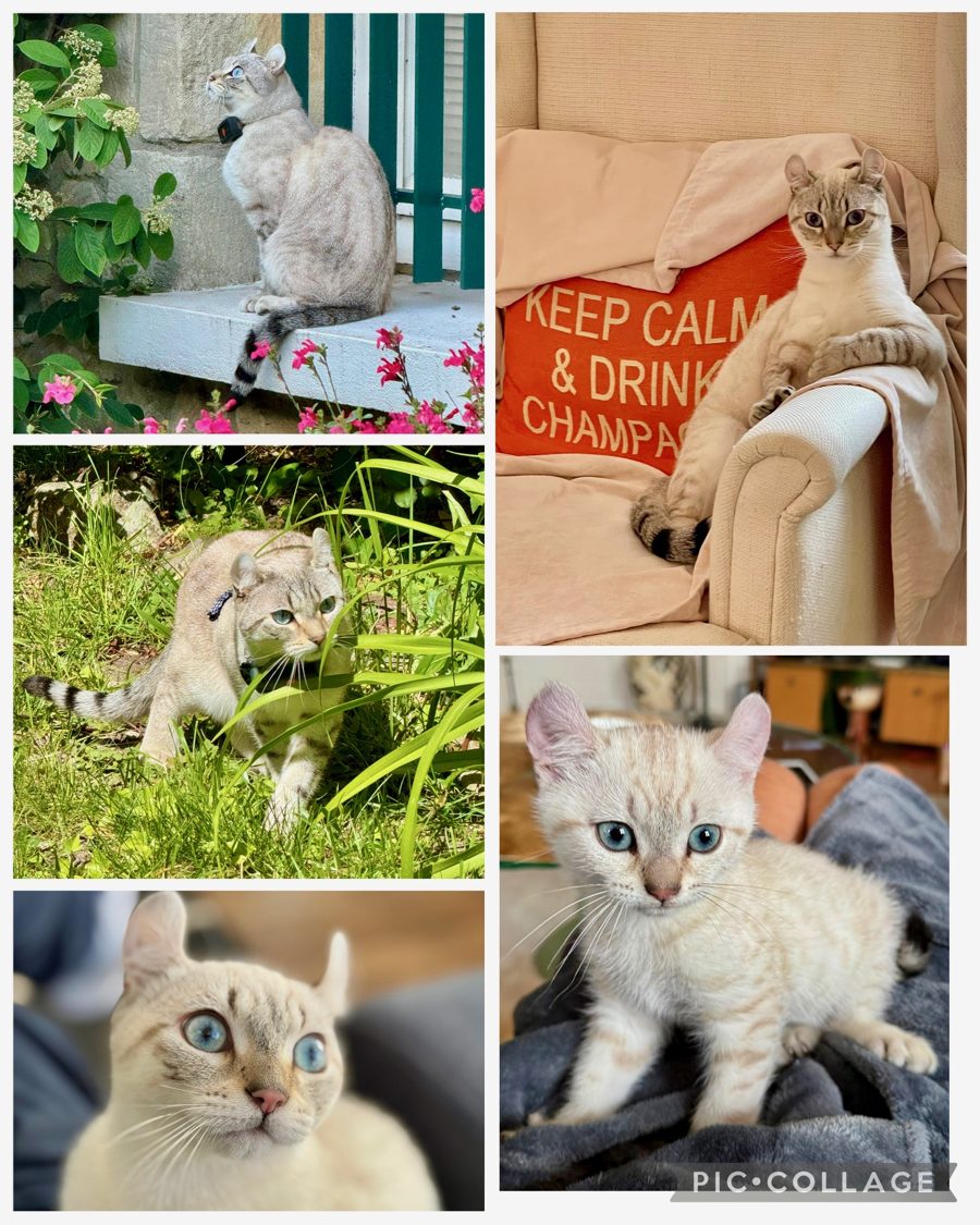 Snow, chaton Highlander adopté au Manoir des Lynx