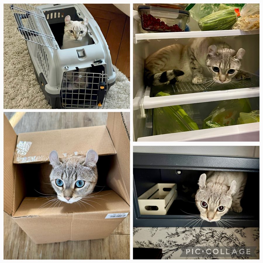 Snow, chaton Highlander adopté au Manoir des Lynx