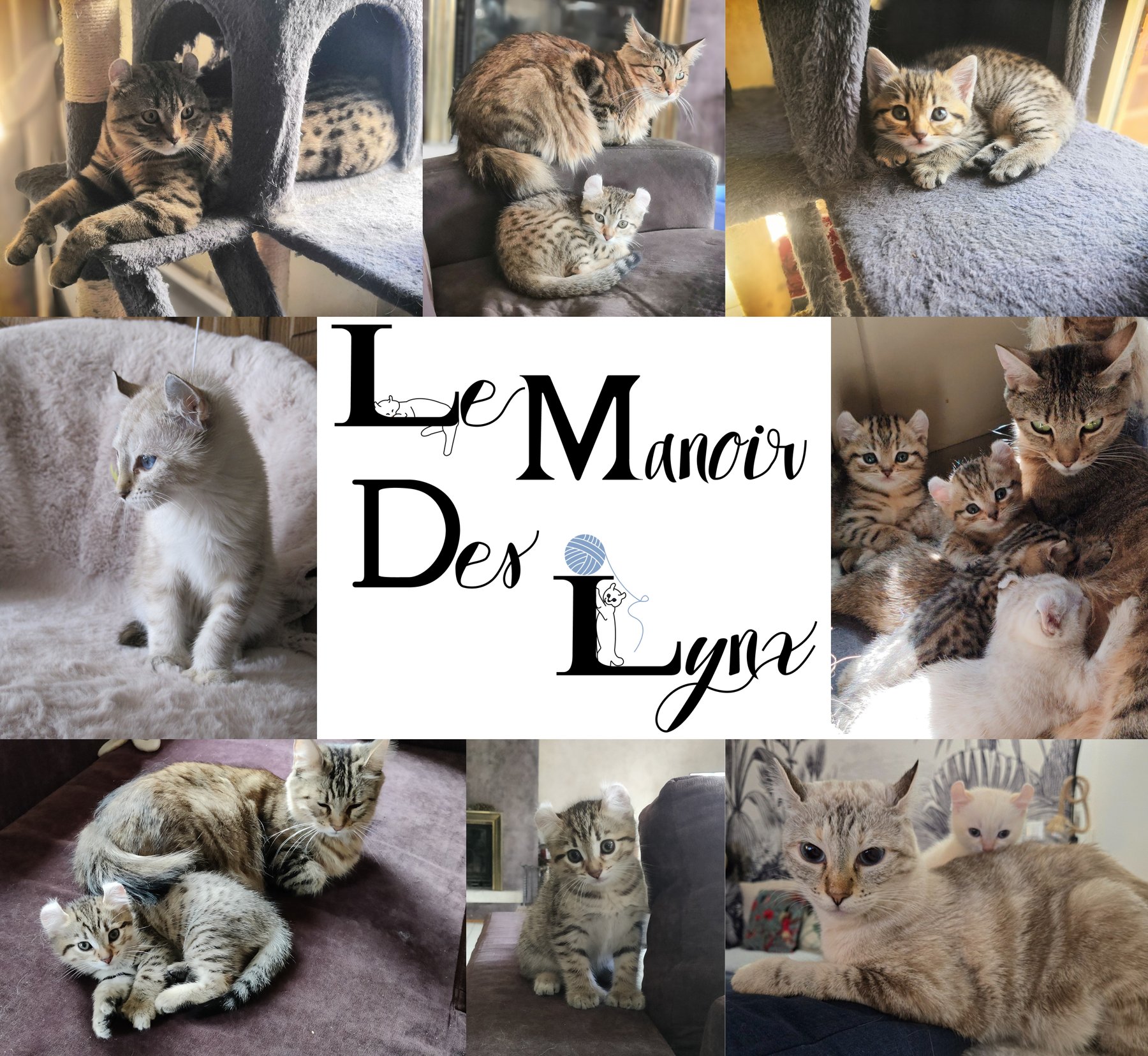 Le Manoir des Lynx — nos chats et chatons Highlander