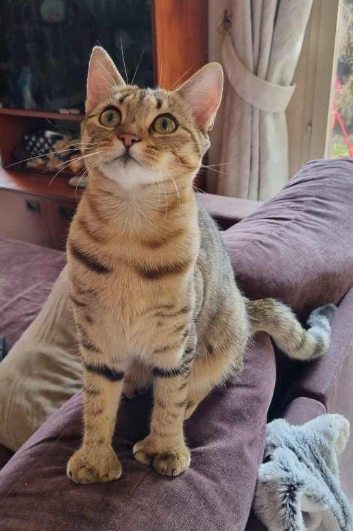 Arwen, femelle Highlander brown spotted tabby