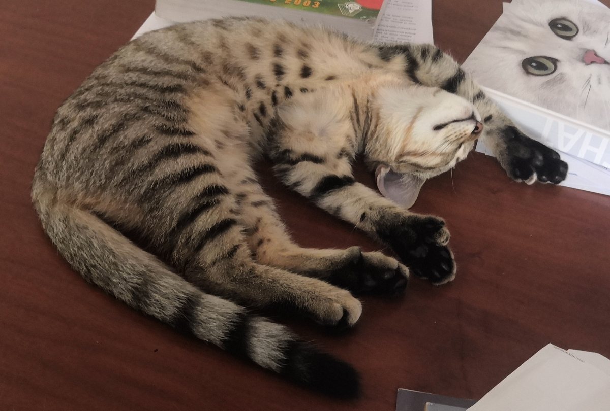 Arwen, femelle Highlander brown spotted tabby