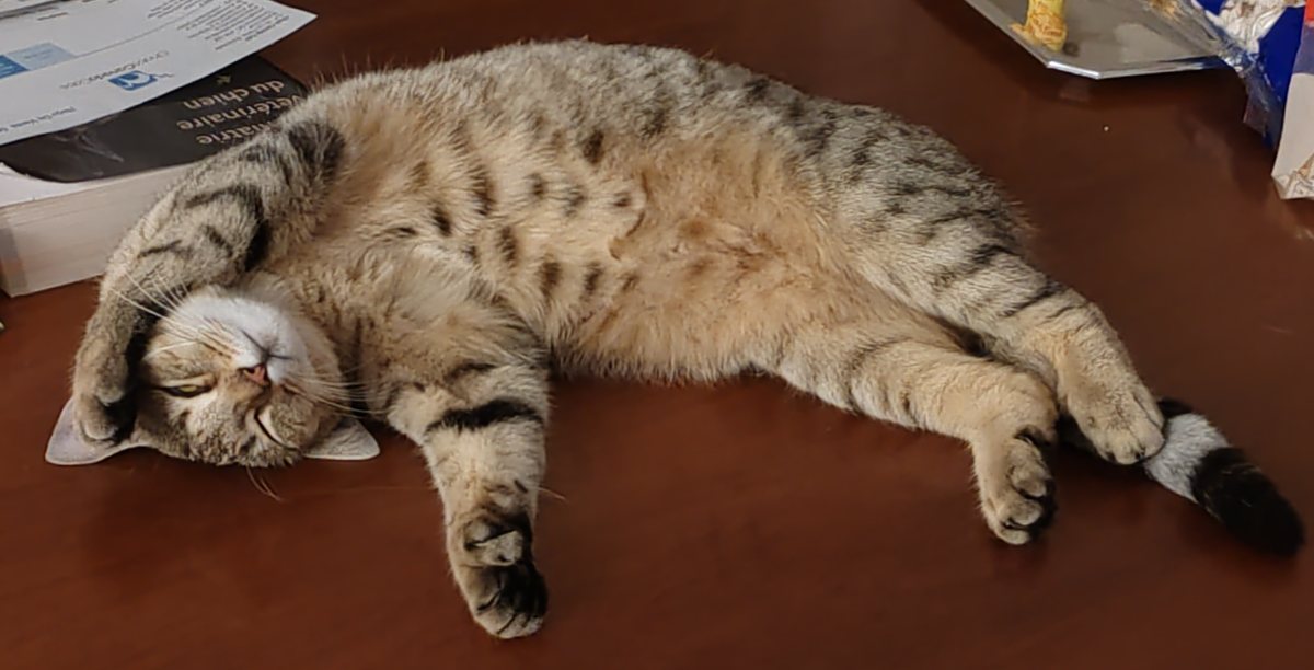 Arwen, femelle Highlander brown spotted tabby