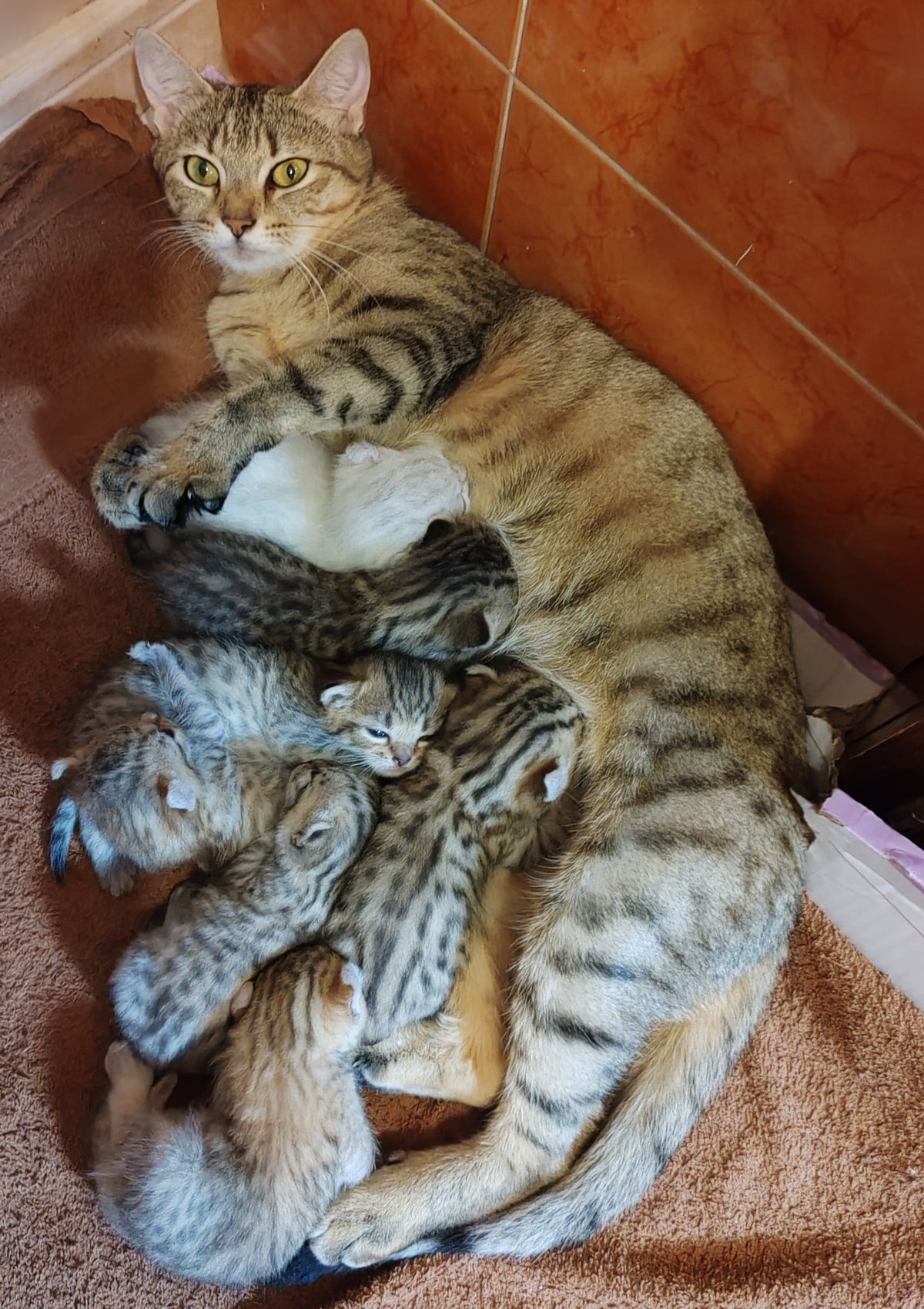Arwen, femelle Highlander brown spotted tabby