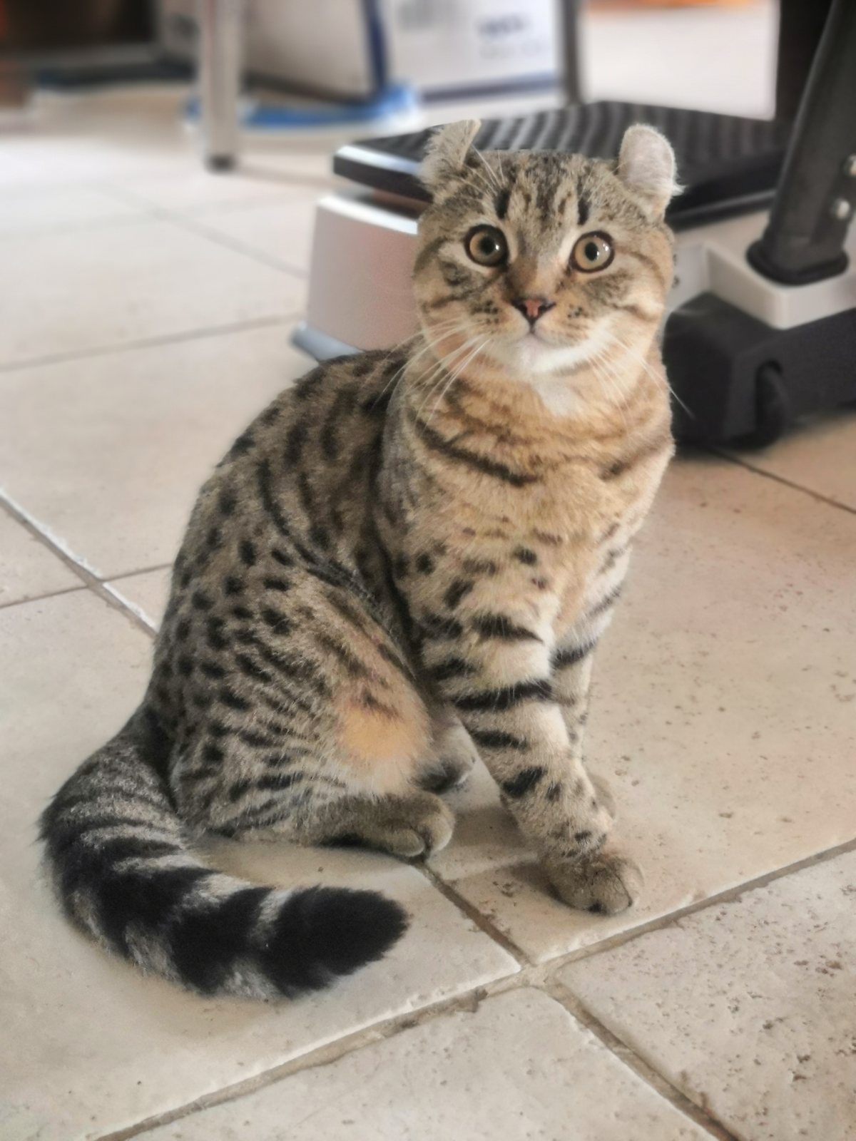 Bilbo, mâle Highlander polydactyle