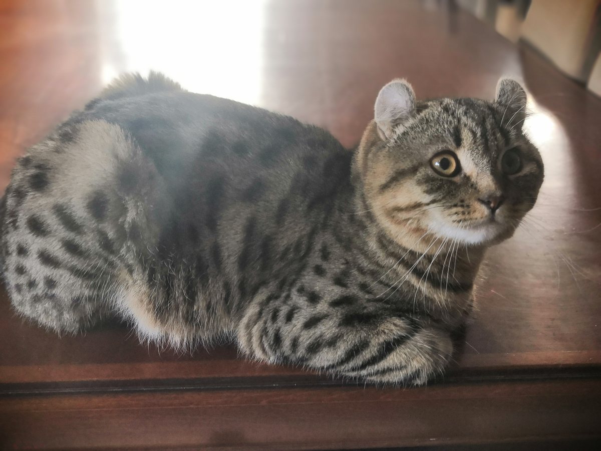 Bilbo, mâle Highlander