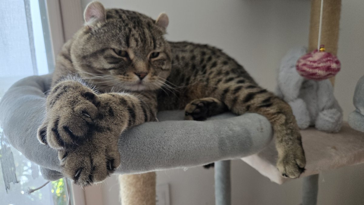 Bilbo, mâle Highlander