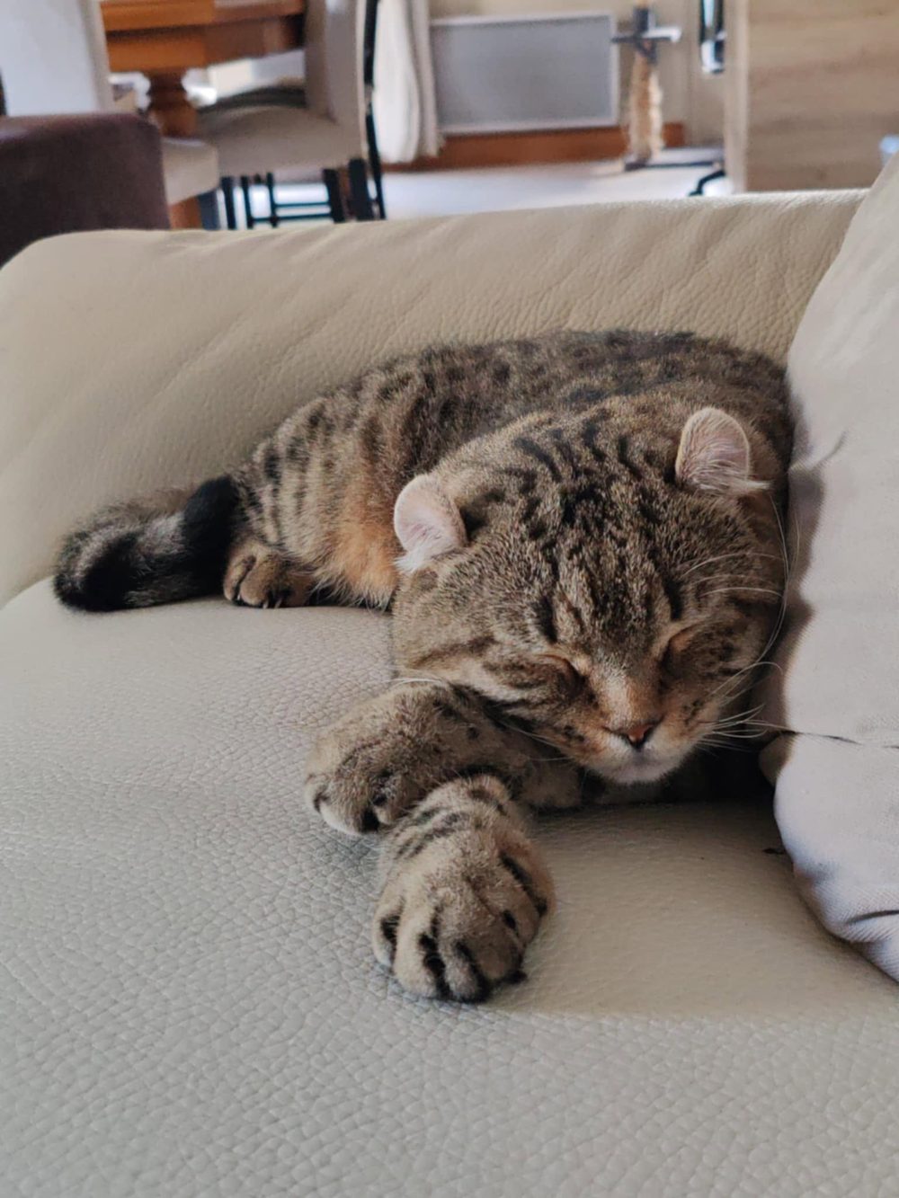 Bilbo, mâle Highlander ultra curl