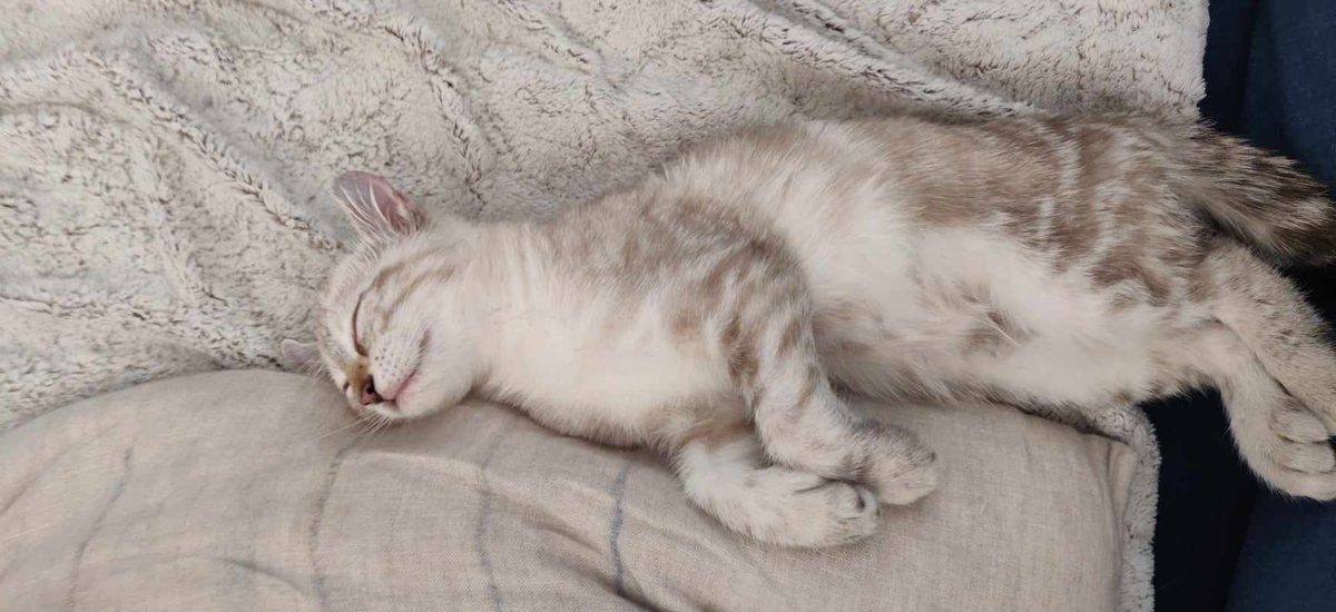 Deborah, femelle Highlander snow