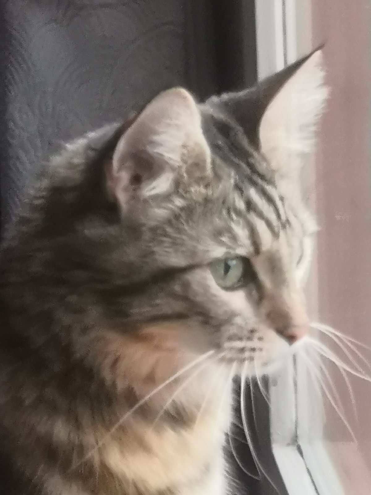 Nalah, femelle Highlander à poil long