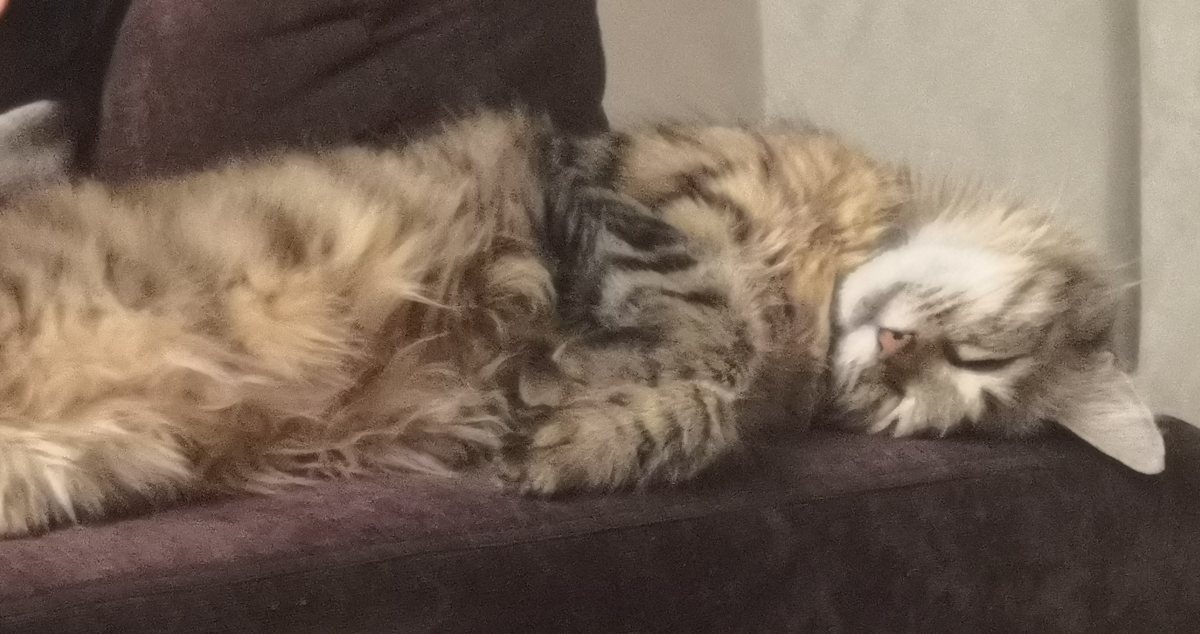 Nalah, femelle Highlander à poil long