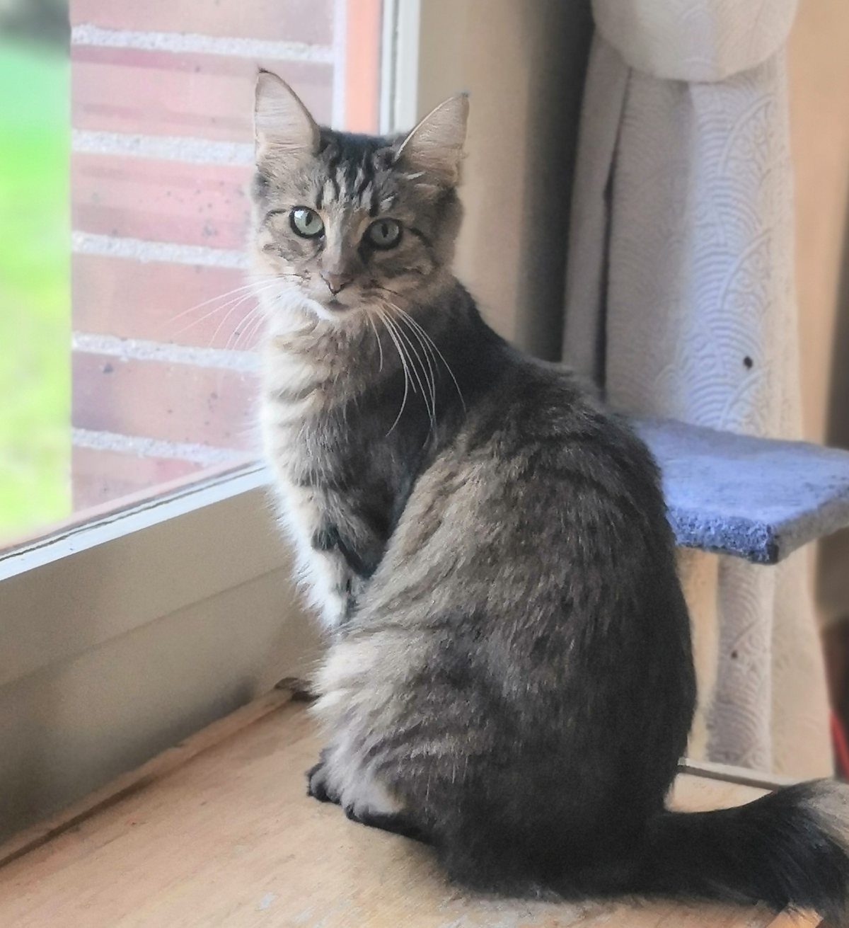Nalah, femelle Highlander à poil long
