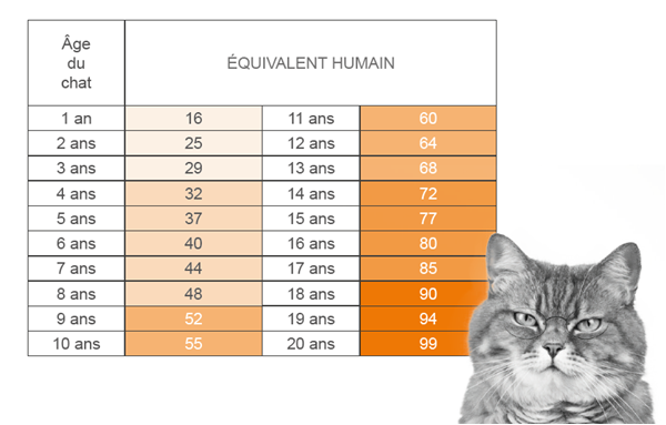 Tableau de correspondance entre l'âge du chat et l'âge humain