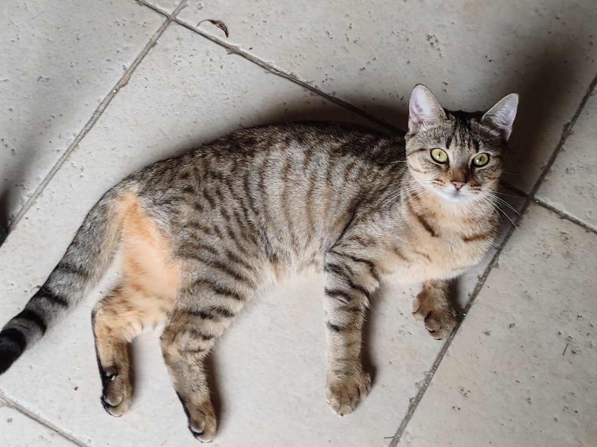 Arwen, femelle Highlander de l'élevage