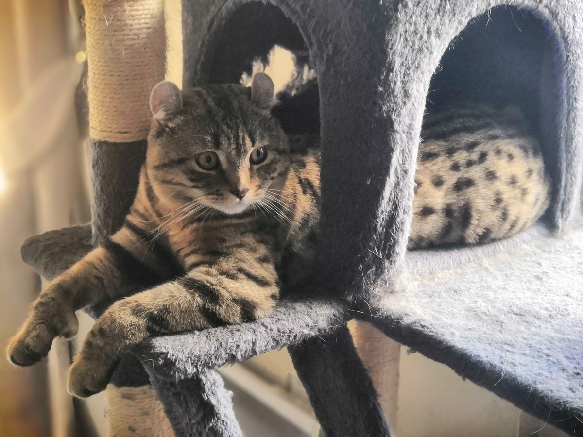 Lynxspirit Bilbo du Manoir d'Utopium, mâle Highlander brown spotted tabby ultra curl