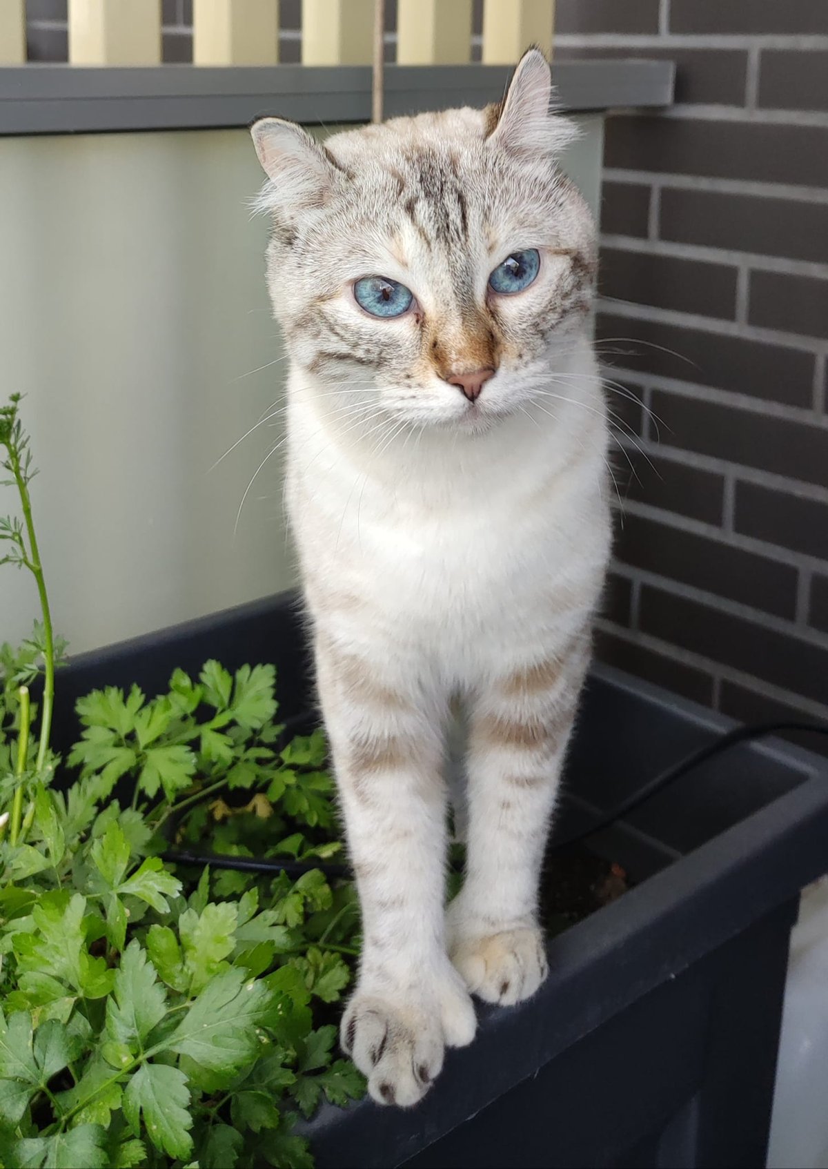 Deborah of Theonie's Pearls, femelle Highlander snow aux yeux bleus