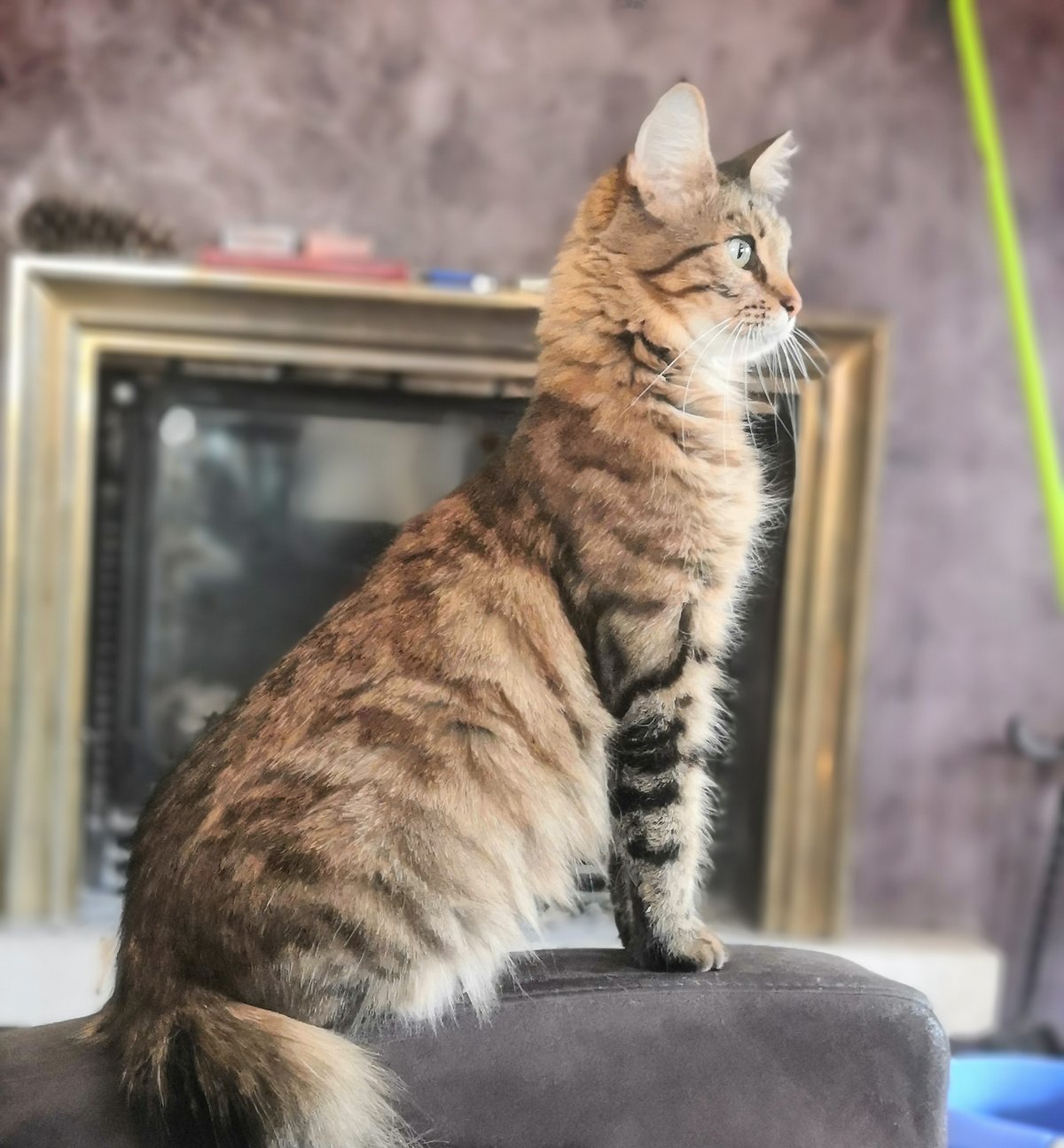 A'Nalah of Feline Origin, femelle Highlander brown mackerel tabby