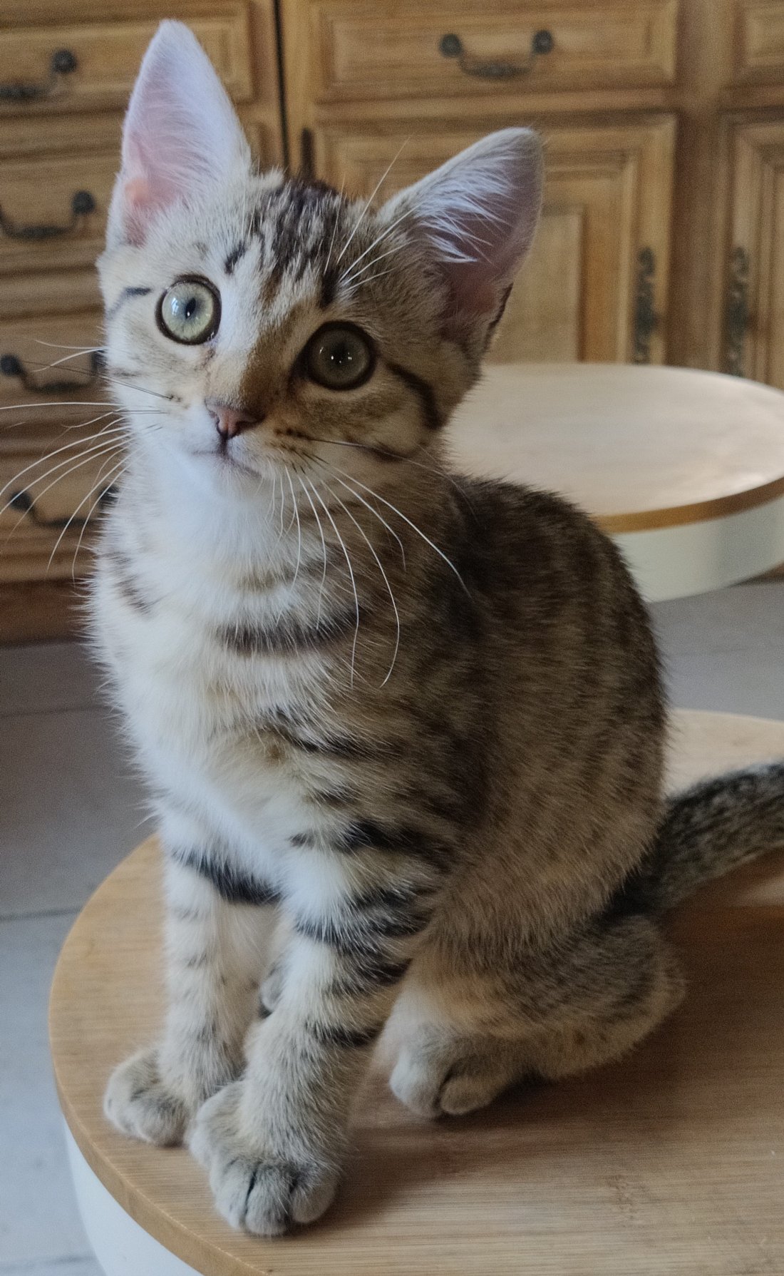 Oreilles droites d'un Highlander (sous-groupe Desert Lynx)